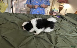 Pomeranian dogs for sale: Lexi Black - Image 10