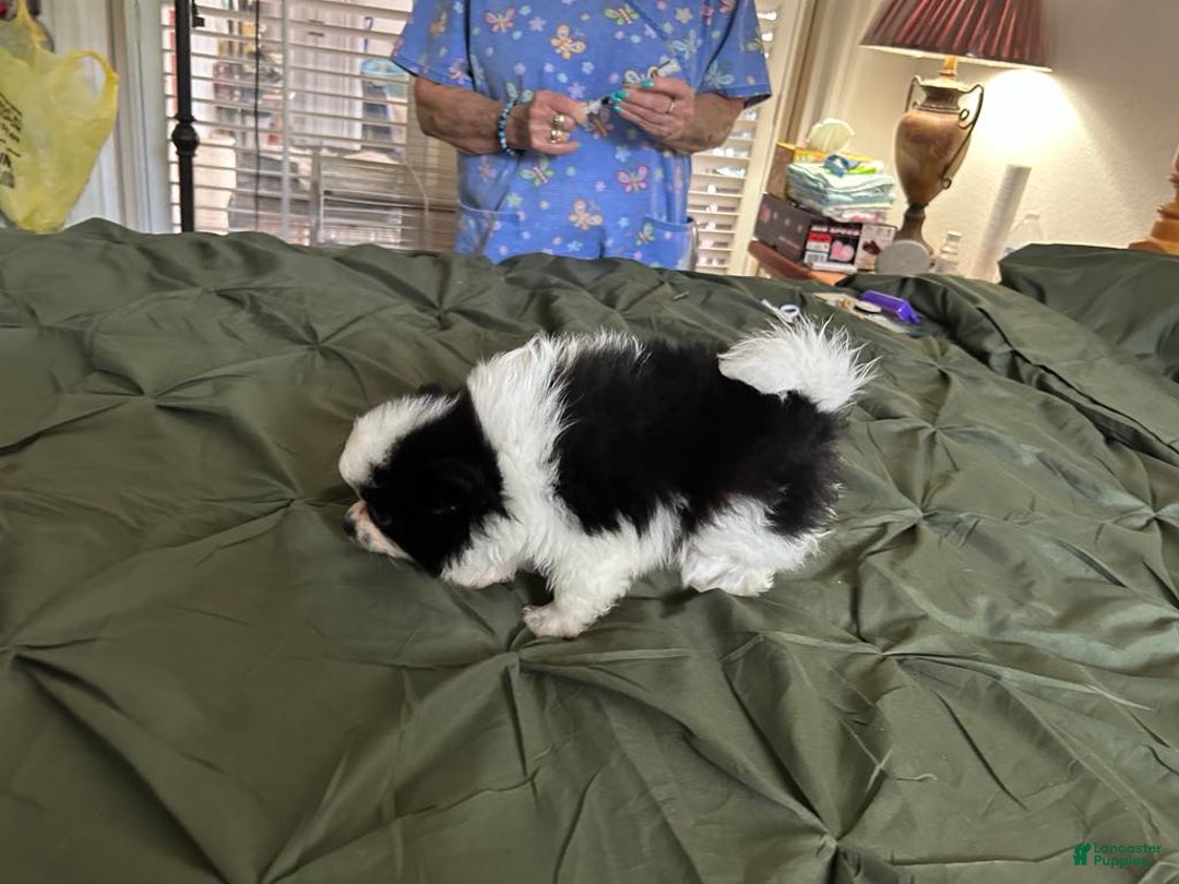 Pomeranian dogs for sale: Lexi Black - Image 10