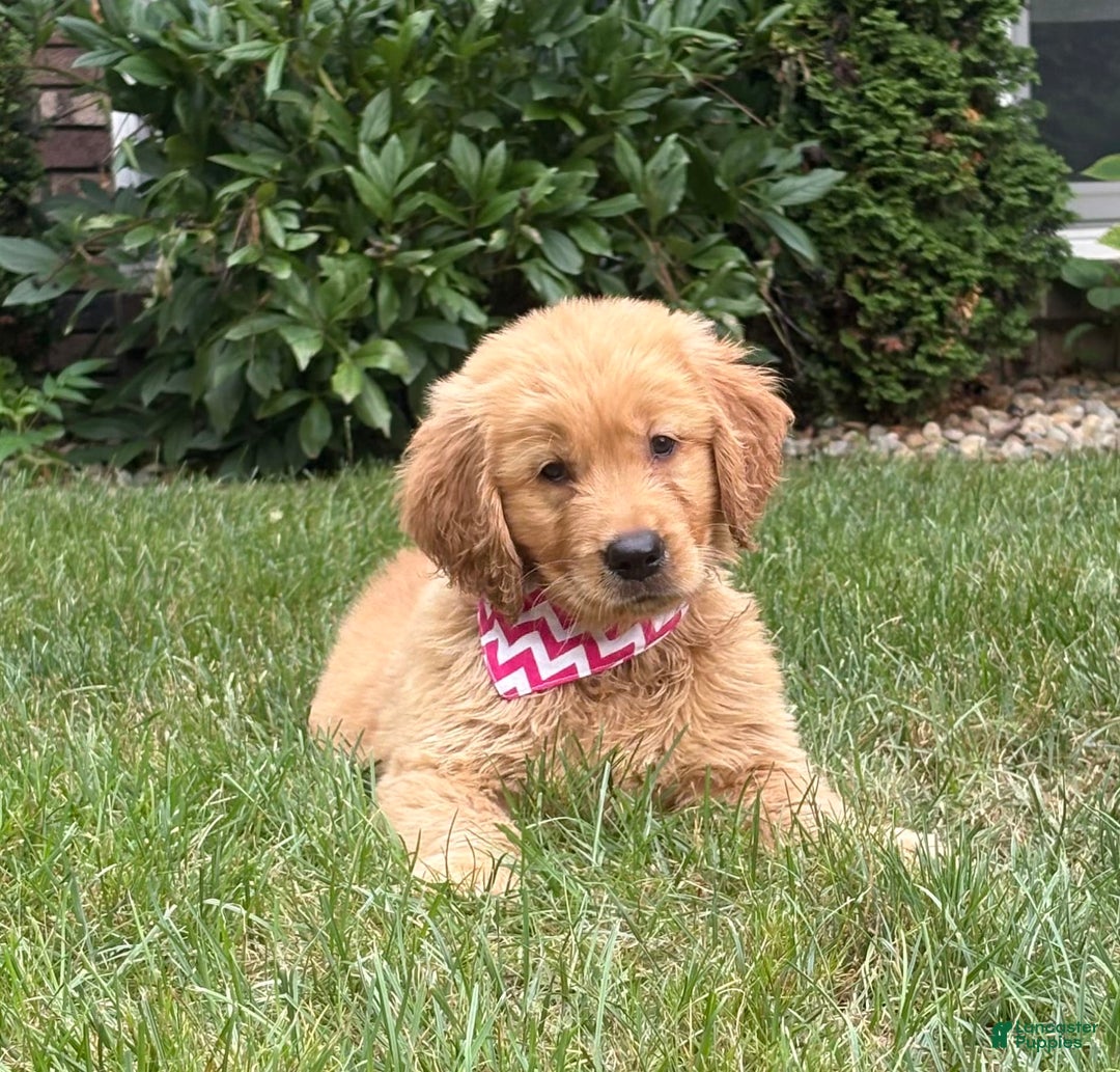 Golden Retriever dogs for sale: Skye - Image 2