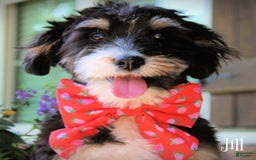 Mini Bernedoodle dogs for sale: Jill - Image 3