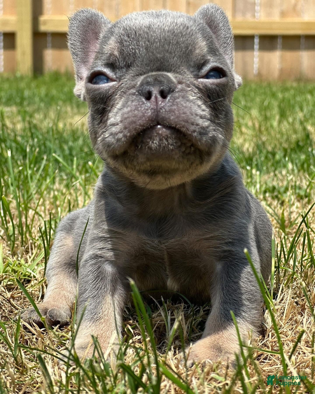 French Bulldog dogs for sale: Lilac and tan - Image 2