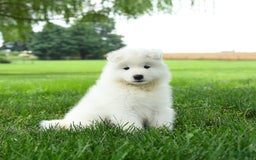 Samoyed dogs for sale: Goldie - Image 4