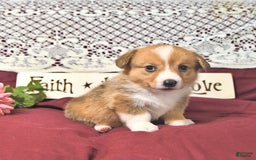 Welsh Corgi Pembroke dogs for sale: Hope - Image 8
