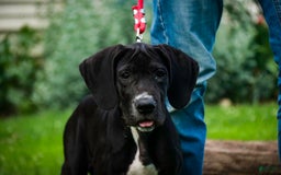 Great Dane dogs for sale: Athena - Image 16