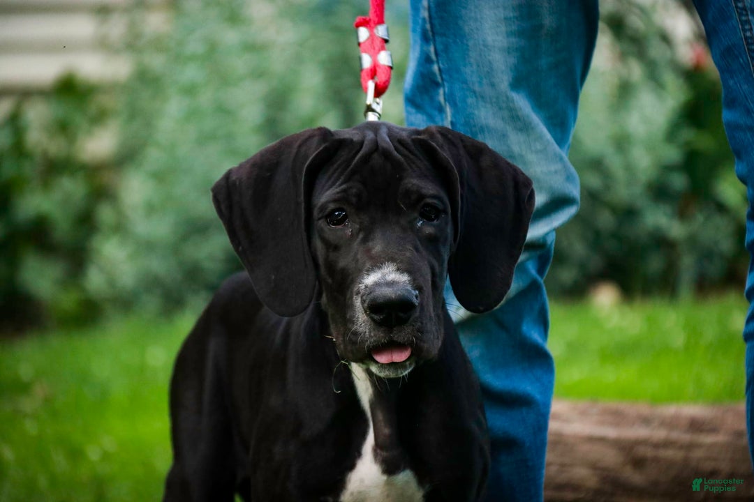 Great Dane dogs for sale: Athena - Image 16