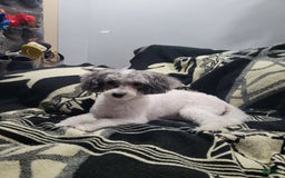 Toy Poodle dogs for sale: Nala - Image 8