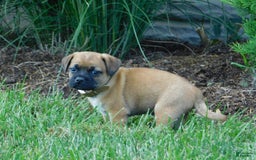 Jug dogs for sale: Takota - Image 1