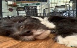 Old English Sheepdog dogs for sale: Dark Blue Boy - Image 5