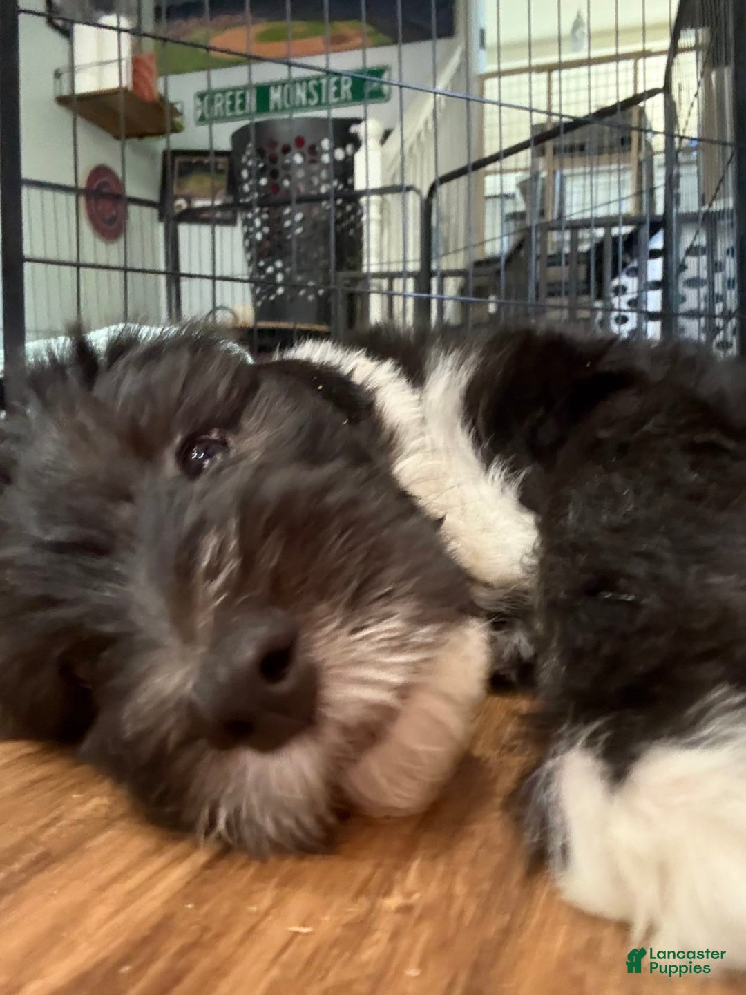 Old English Sheepdog dogs for sale: Dark Blue Boy - Image 5