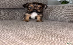 Morkie dogs for sale: Mocha - Image 8