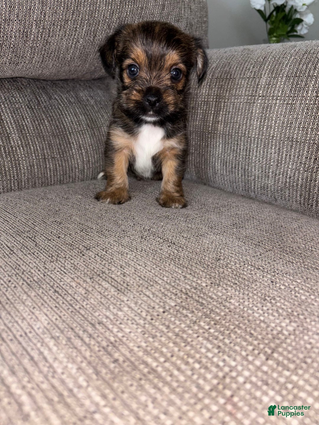 Morkie dogs for sale: Mocha - Image 8
