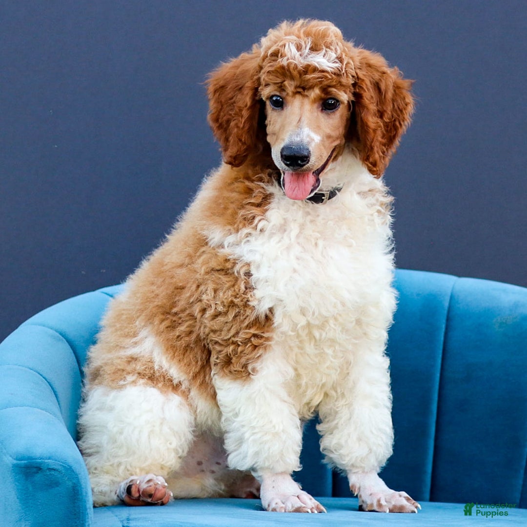 Standard Poodle dogs for sale: Rascal - Image 11