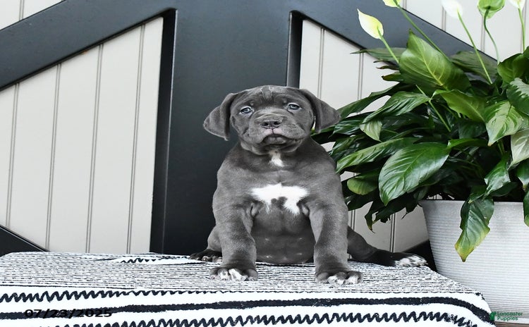 Cane Corso dogs for sale - Ad 4