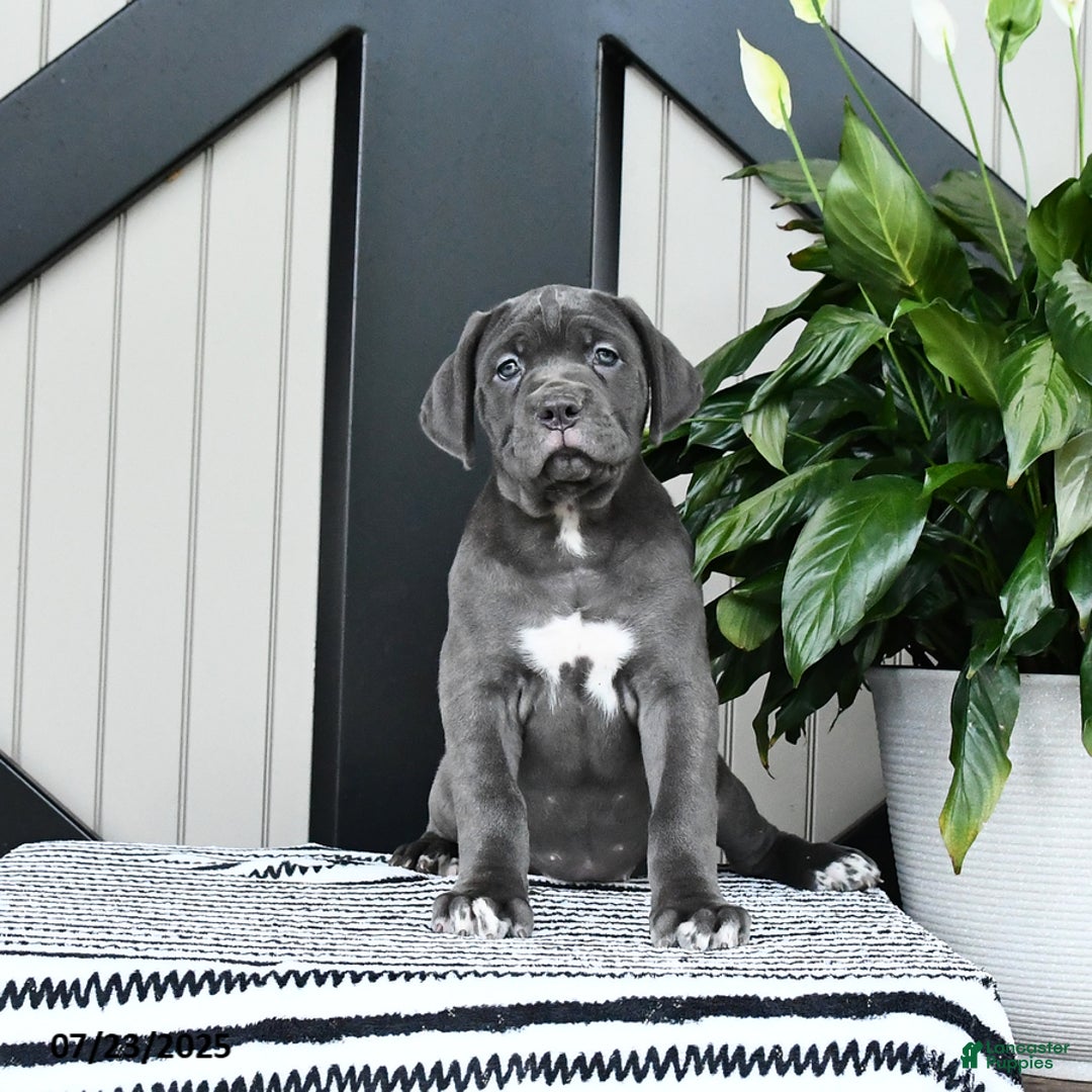 Cane Corso dogs for sale: Flo - Image 1