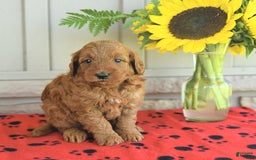 Mini Goldendoodle dogs for sale: Unity - Image 4