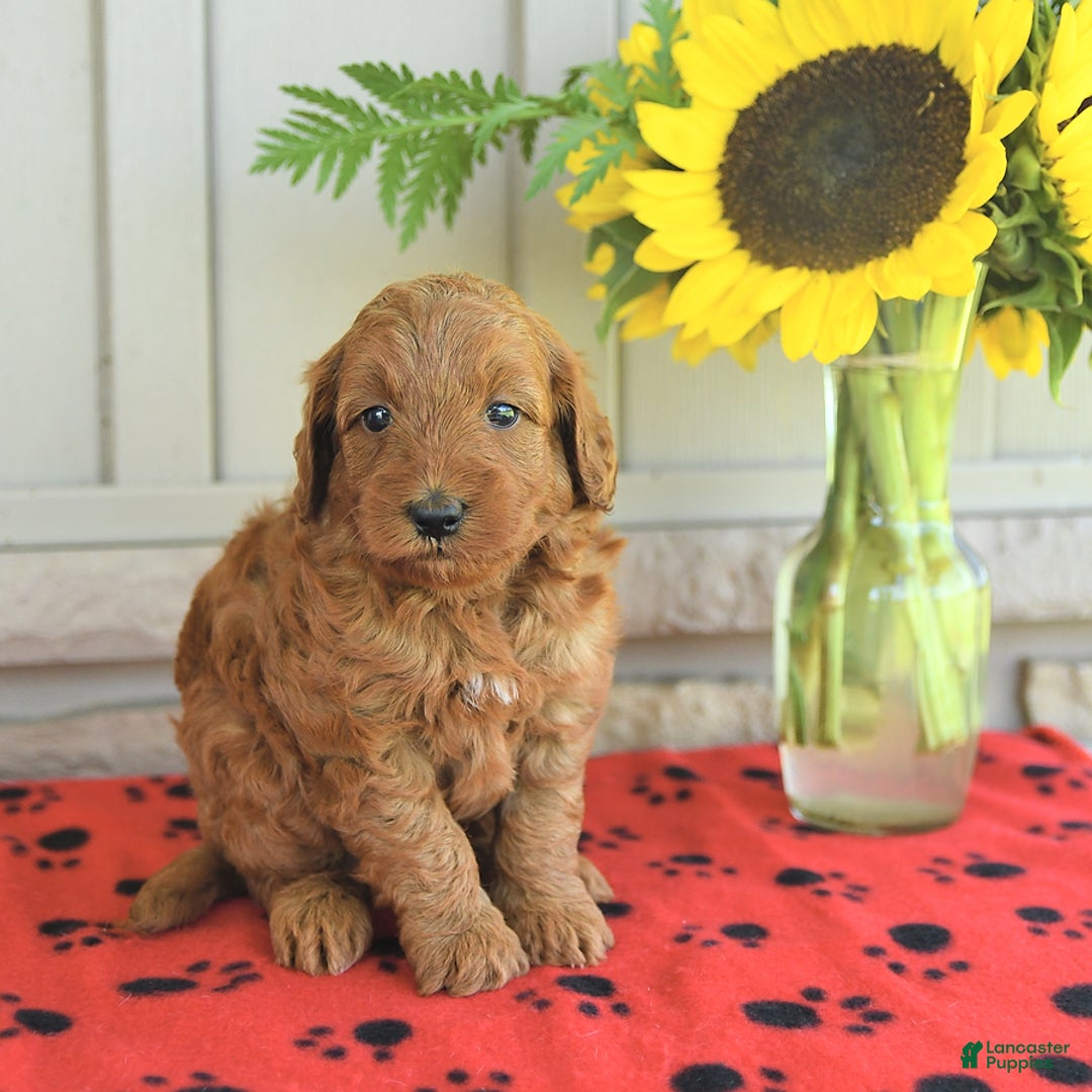 Mini Goldendoodle dogs for sale: Unity - Image 4