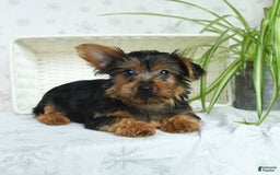 Yorkshire Terrier dogs for sale: Yorkshire Terrier 4 puppies - Image 3
