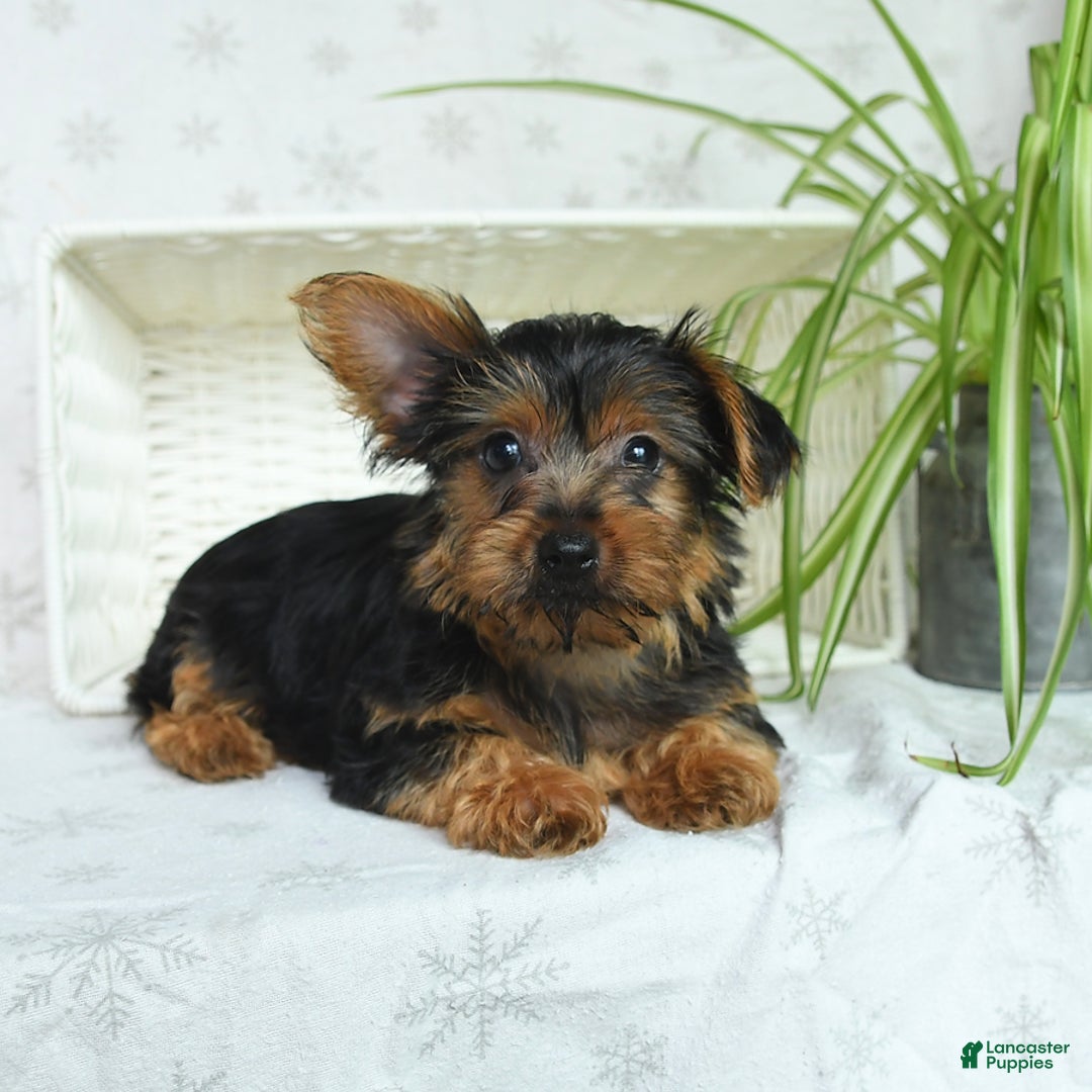 Yorkshire Terrier dogs for sale: Yorkshire Terrier 4 puppies - Image 3