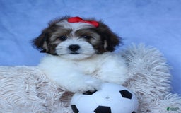 Shihpoo dogs for sale: Hugo - Image 16