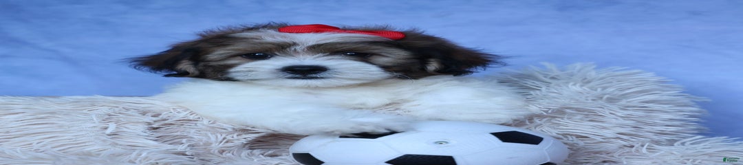 Hugo