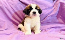 Saint Bernard dogs for sale: 14 Saints Available - Image 19