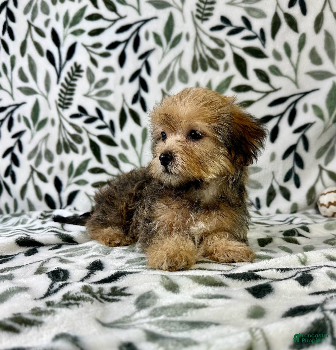 Shorkie dogs for sale: Sydney - Image 5