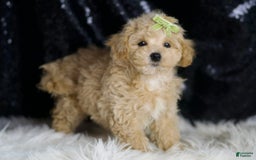 Maltipoo dogs for sale: Muffin - Image 2