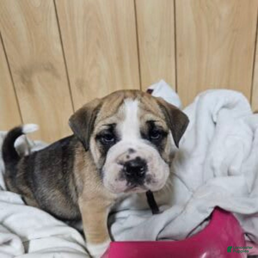 Puggle dogs for sale: Tammy - Image 11