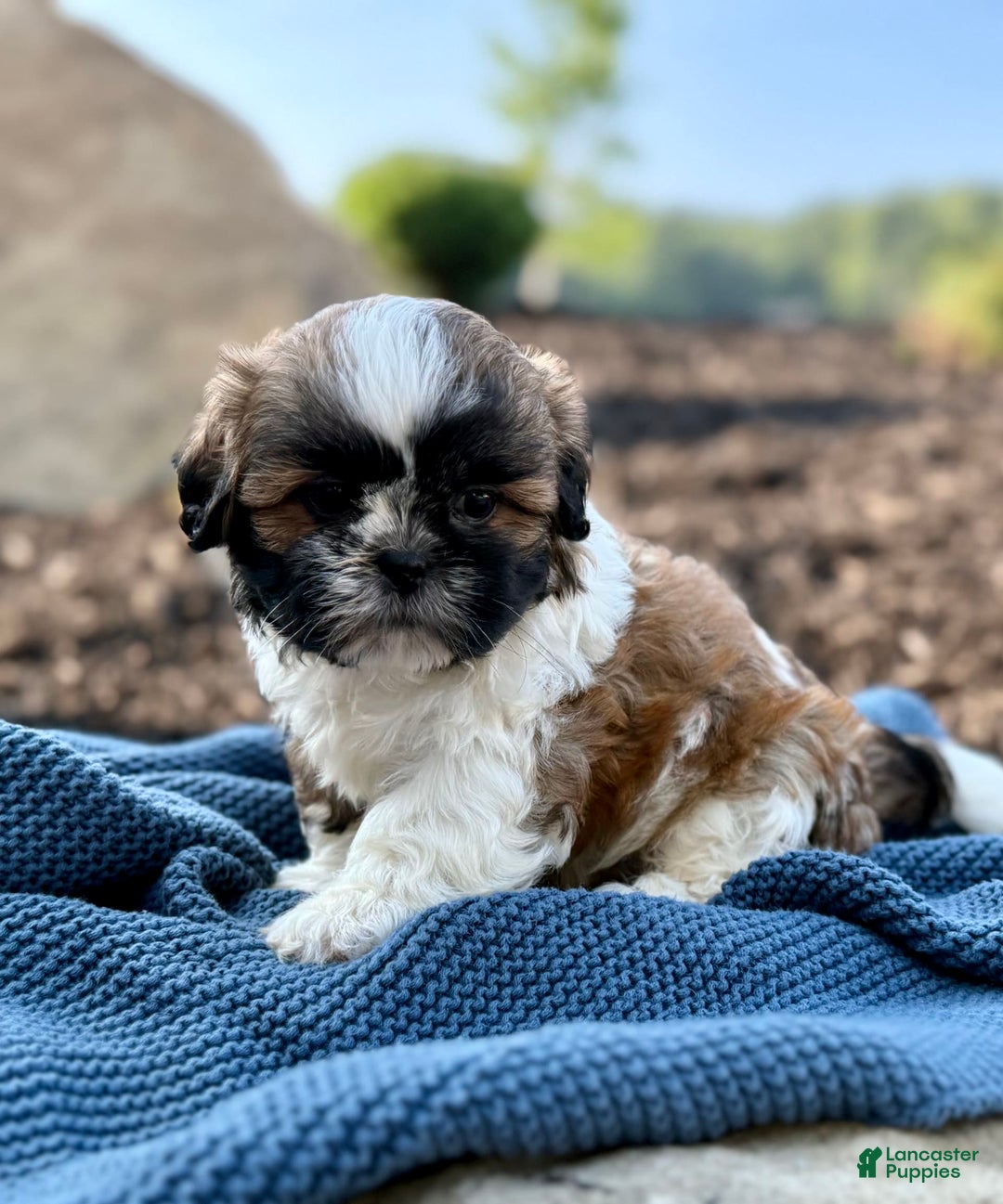 Shih Tzu dogs for sale: Apollo - Image 3