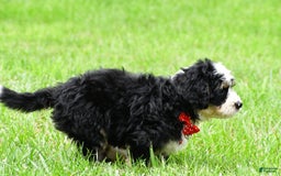 Mini Bernedoodle dogs for sale: Jay - Image 4