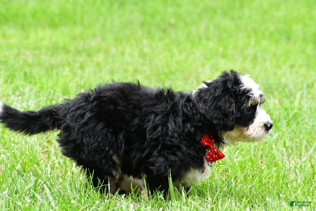 Mini Bernedoodle dogs for sale: Jay - Image 4