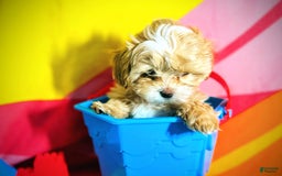 Maltipoo dogs for sale: Red Collared Boy - Image 13