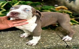 American Bully dogs for sale: "   Aaliyah" - Image 5