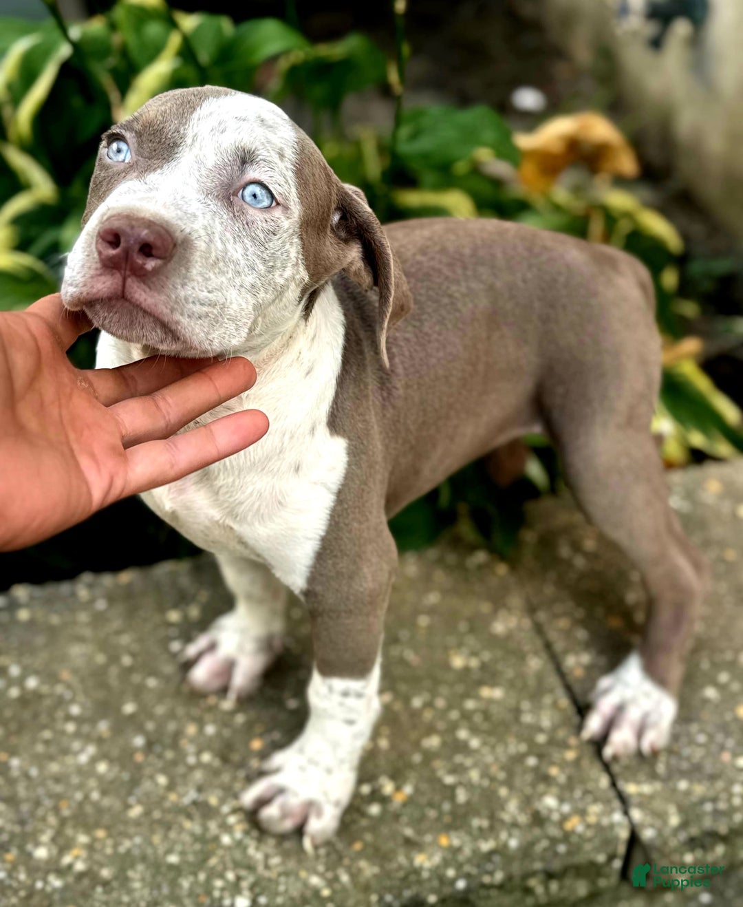 American Bully dogs for sale: "   Aaliyah" - Image 5