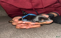 Doberman Pinscher dogs for sale: Blue Collar - Image 1