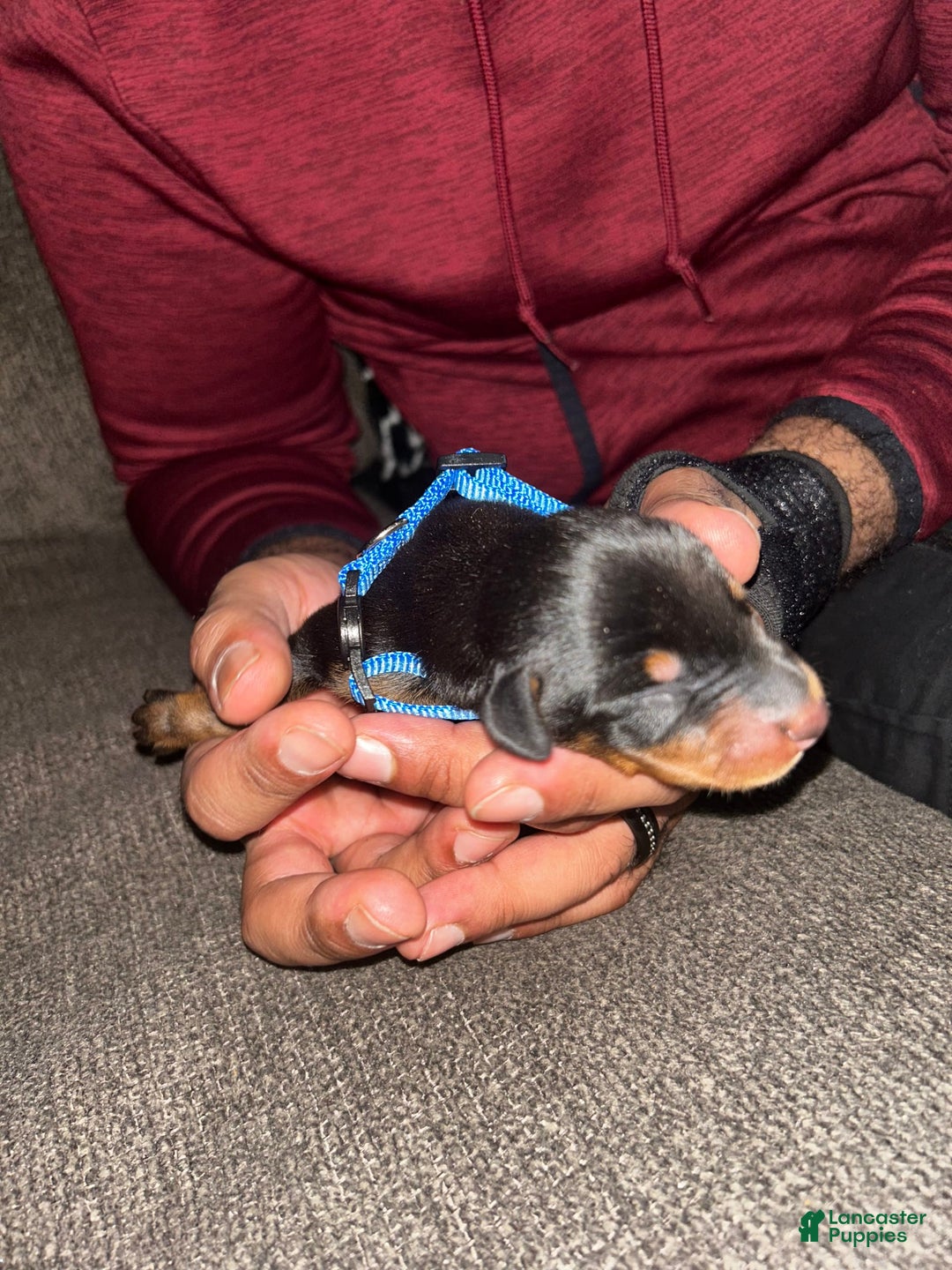 Doberman Pinscher dogs for sale: Blue Collar - Image 1