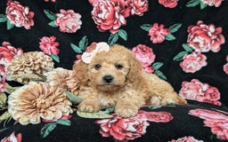 Cockapoo dogs for sale: Celeste Hypoallergenic - Image 5
