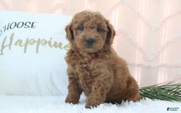  dogs for sale: Mini Goldendoodle 5 puppies - Image 2