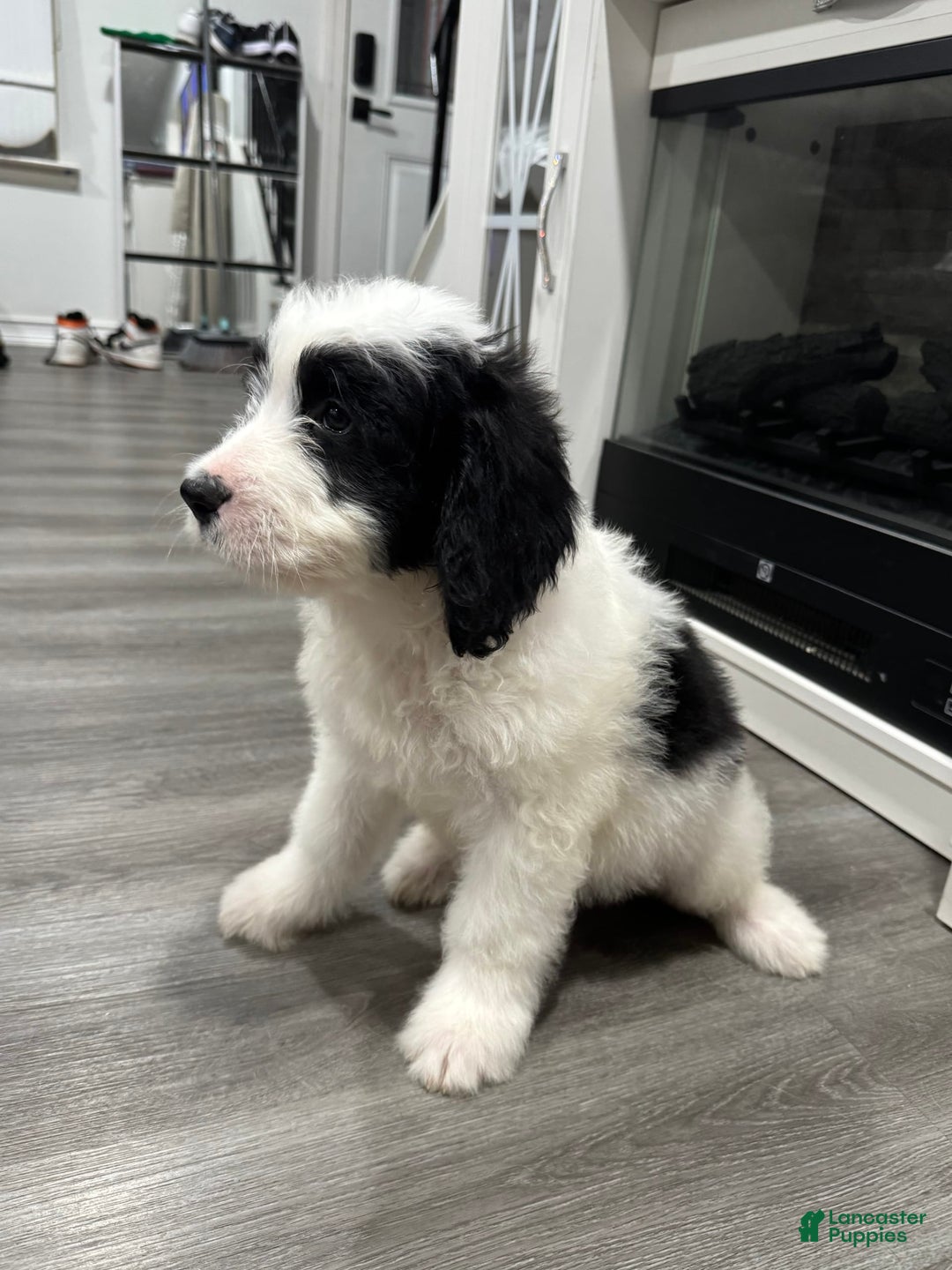Saint Berdoodles dogs for sale: Missy - Image 5