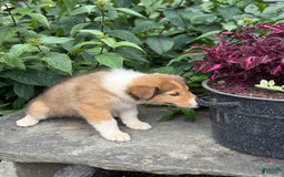 Collie dogs for sale: Amora - Image 10