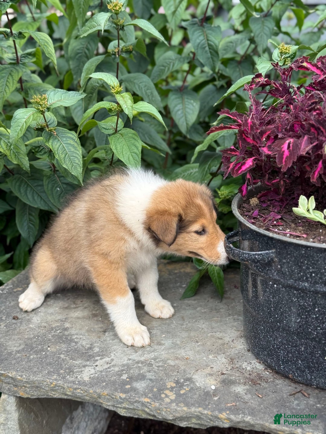Collie dogs for sale: Amora - Image 10