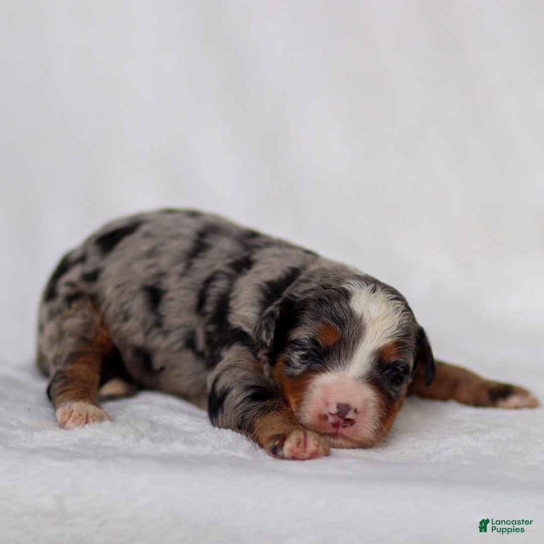 Mini Bernedoodle dogs for sale: Merrick - Image 2