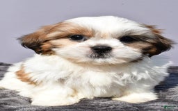 Shih Tzu dogs for sale: Udaysah - Image 7