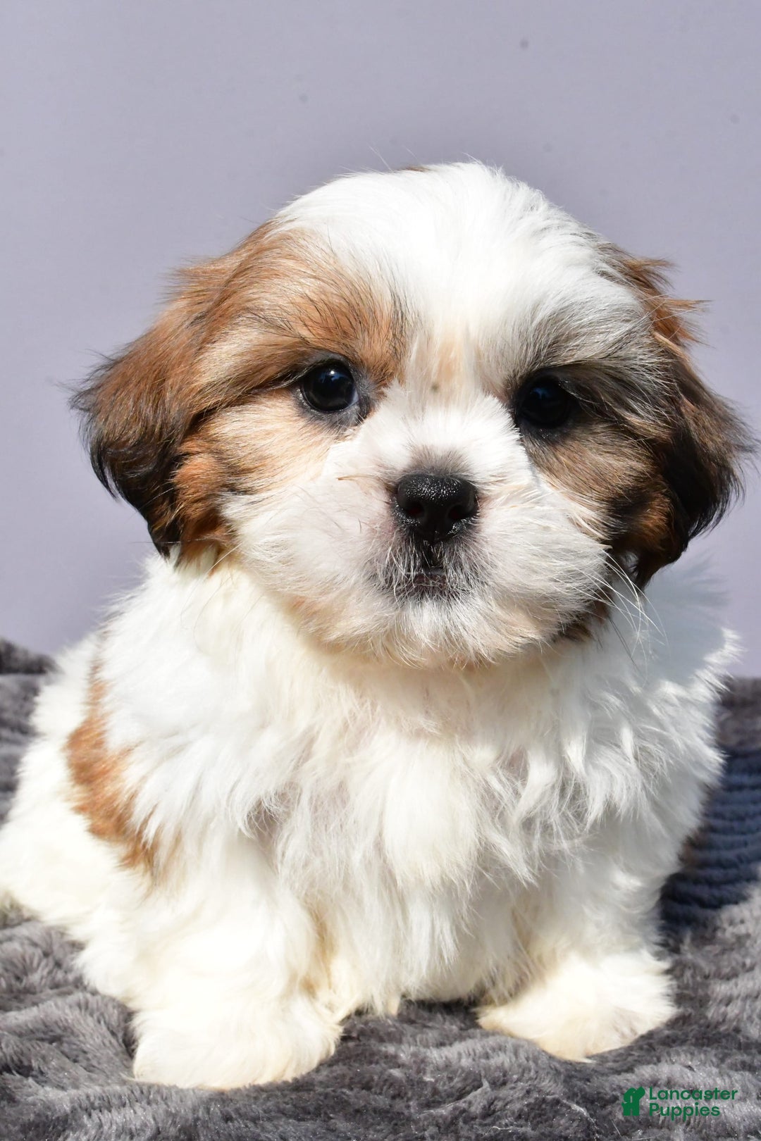 Shih Tzu dogs for sale: Udaysah - Image 7