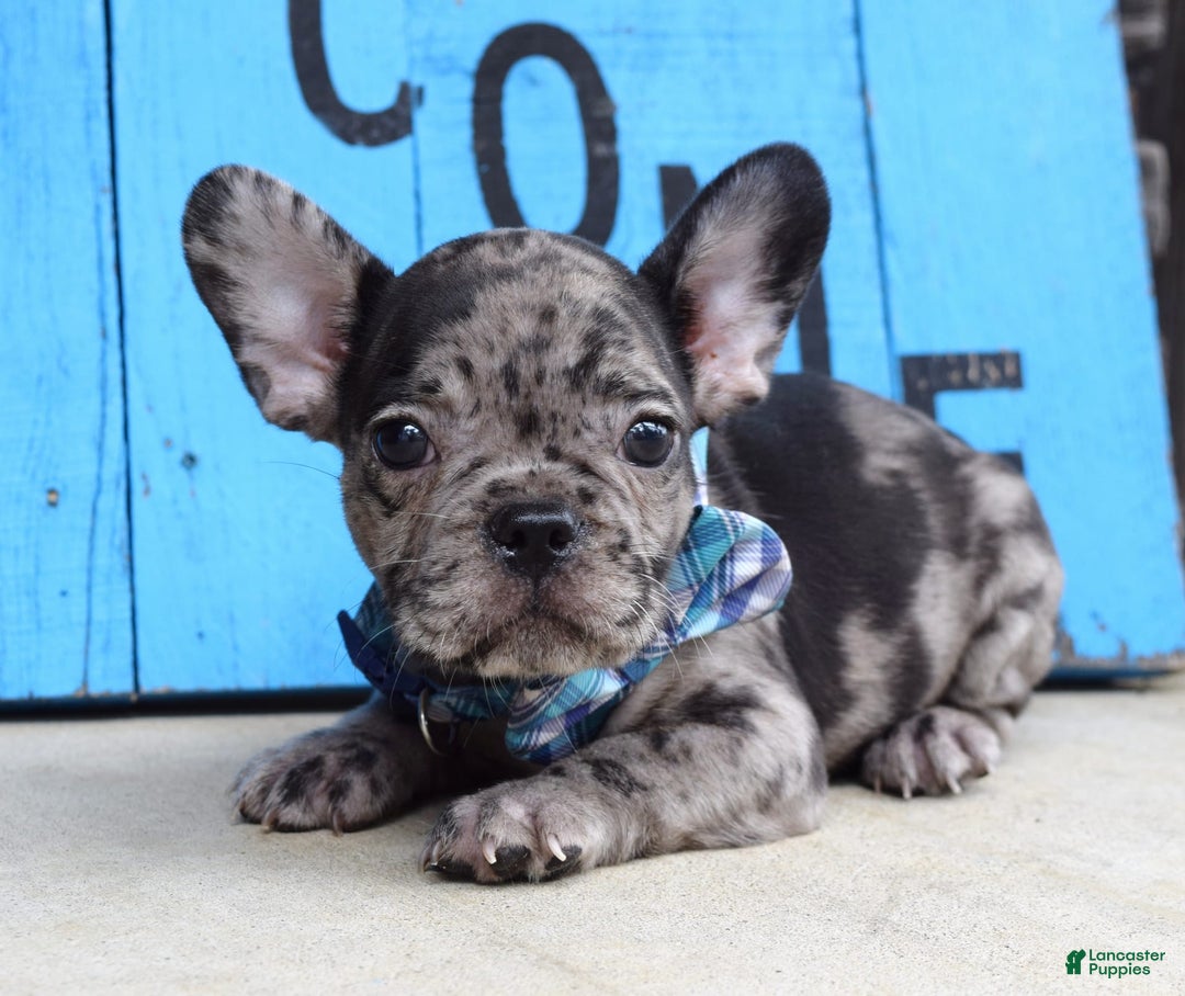 French Bulldog dogs for sale: Fletcher - Image 6