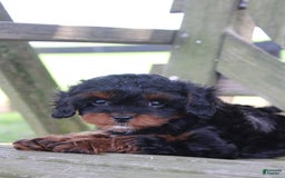 Cavapoo dogs for sale: Skye - Image 8