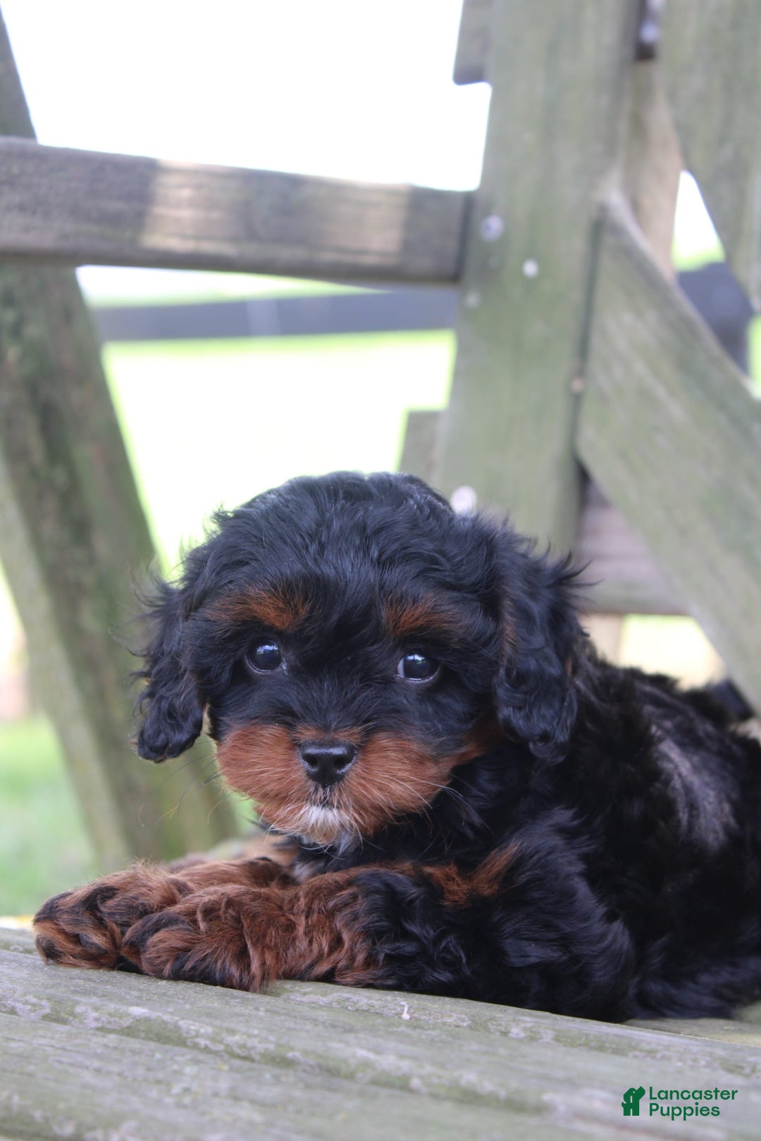 Cavapoo dogs for sale: Skye - Image 8