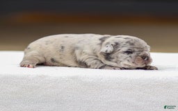 Frenchton dogs for sale: Bella - Image 4