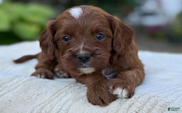 Cavapoo dogs for sale: Lincoln - Image 25