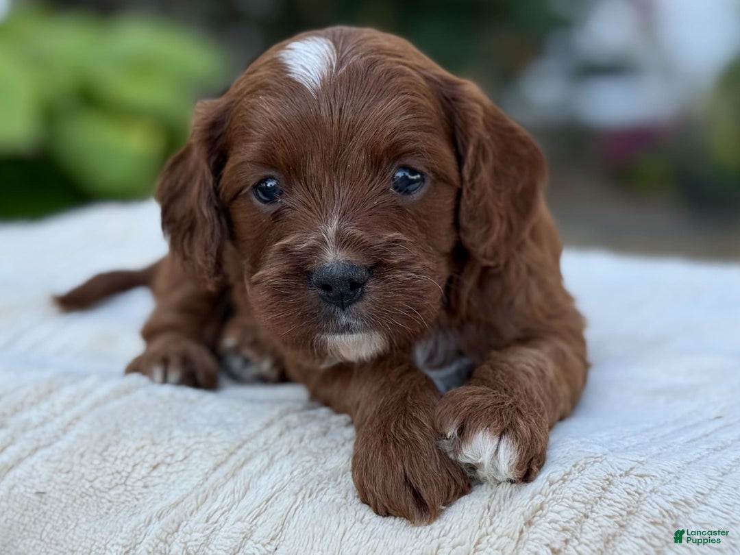 Cavapoo dogs for sale: Lincoln - Image 25